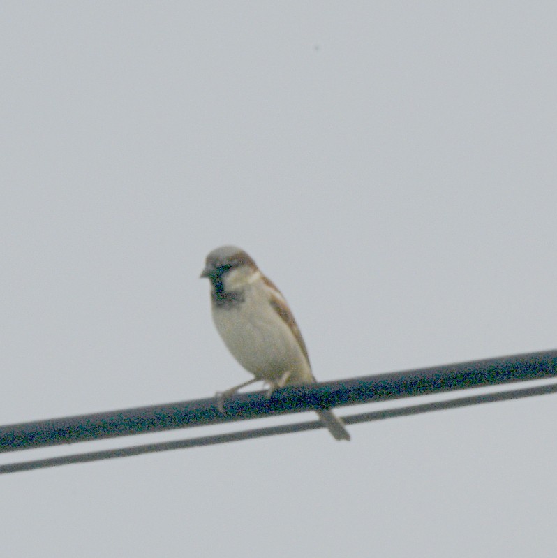 House Sparrow - ML615644376