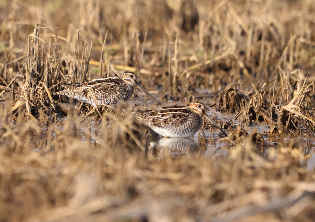 Wilson's Snipe - ML615644383