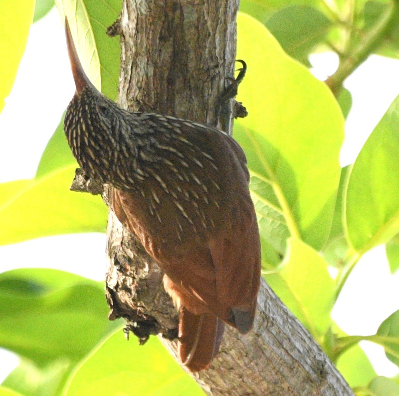 Streak-headed Woodcreeper - Jos Simons