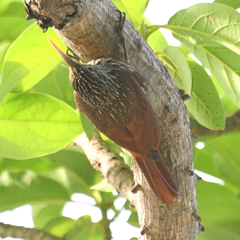 Streak-headed Woodcreeper - Jos Simons