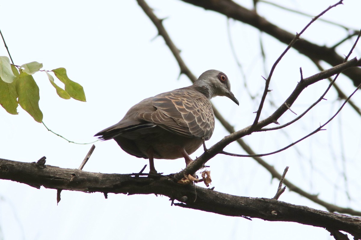 Adamawa Turtle-Dove - Richard Dunn