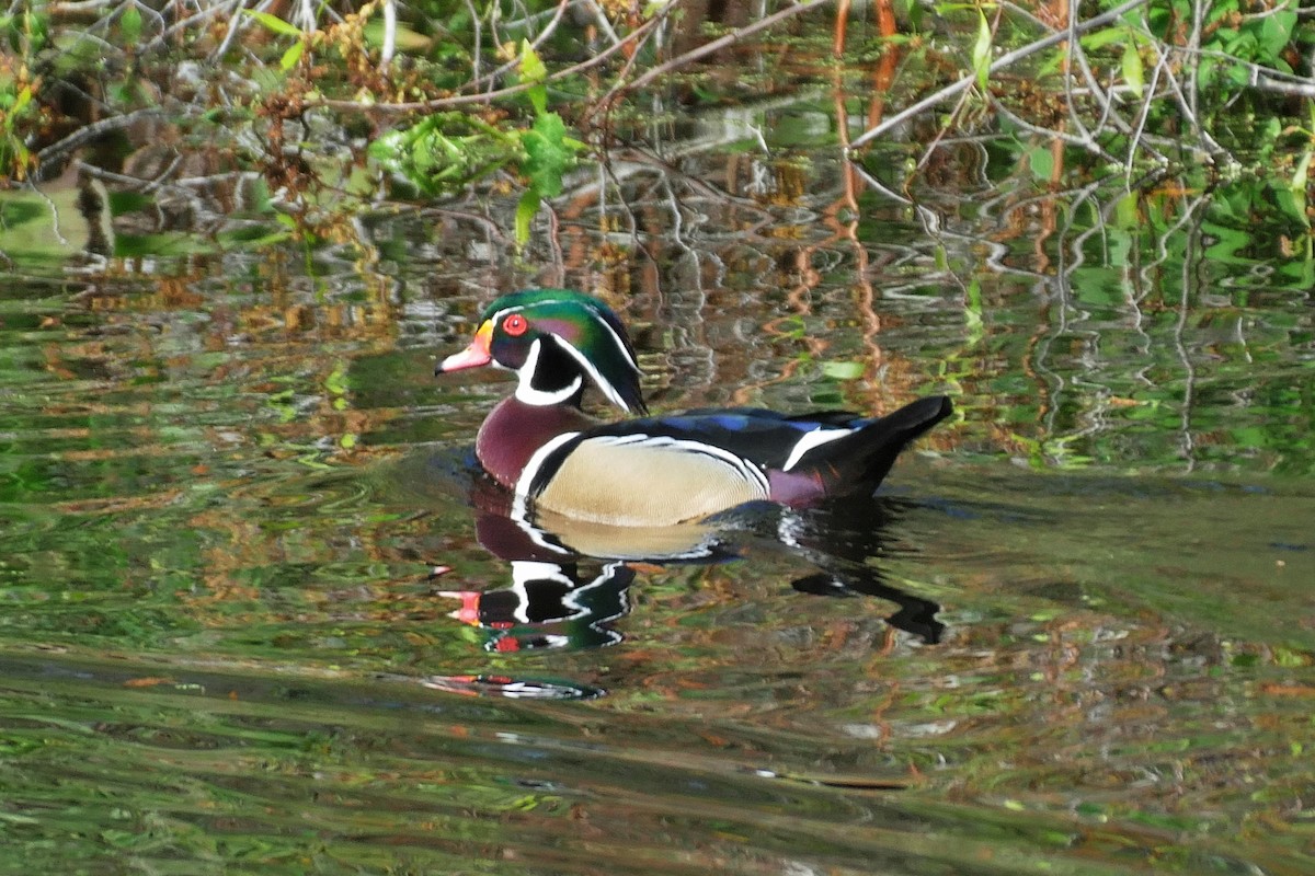 Wood Duck - Ron Smith