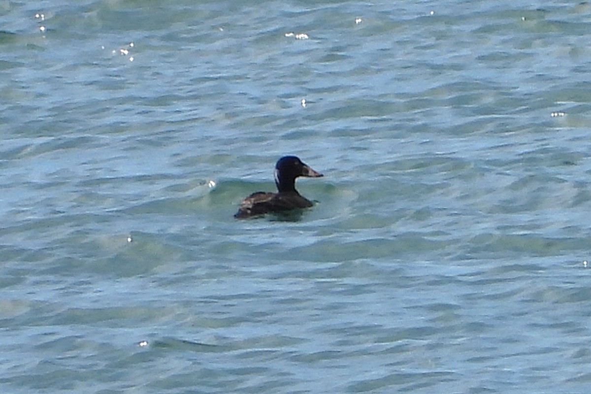 Surf Scoter - Jon Iratzagorria Garay