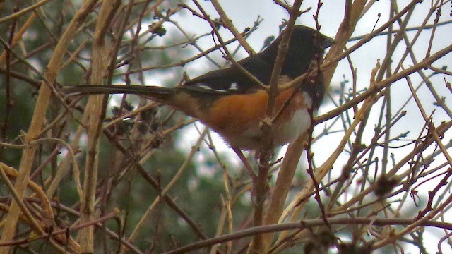 Eastern Towhee - Bert Alm