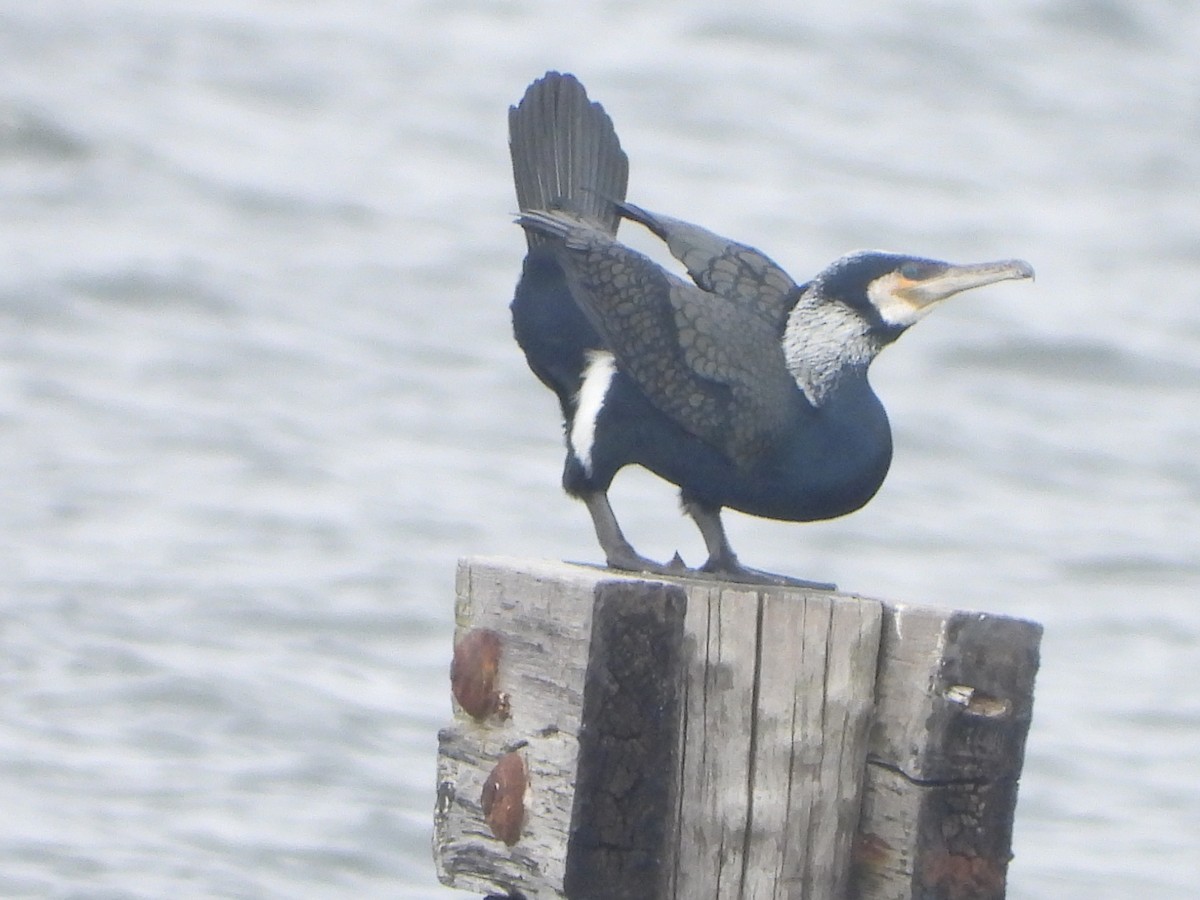 Great Cormorant - ML615644640