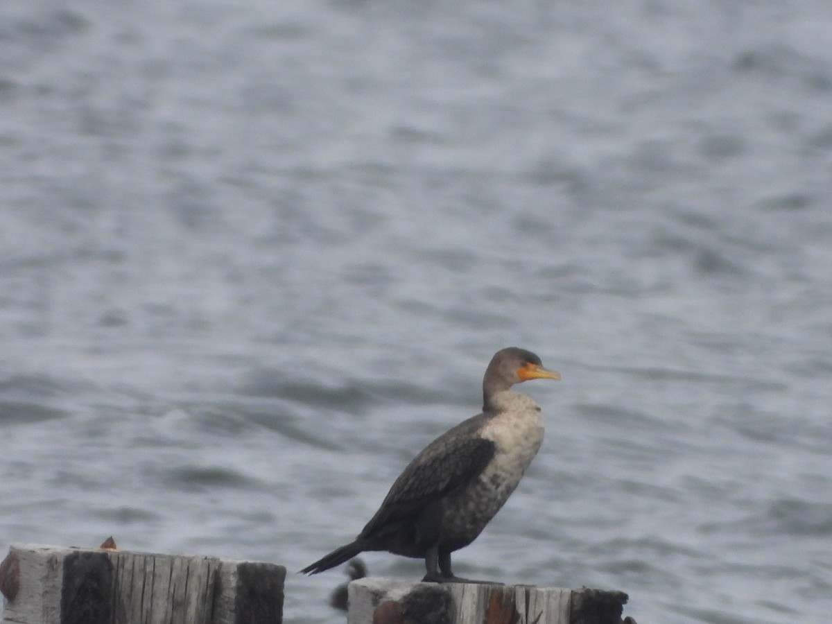 Double-crested Cormorant - ML615644656