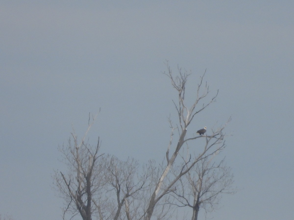 Weißkopf-Seeadler - ML615644667