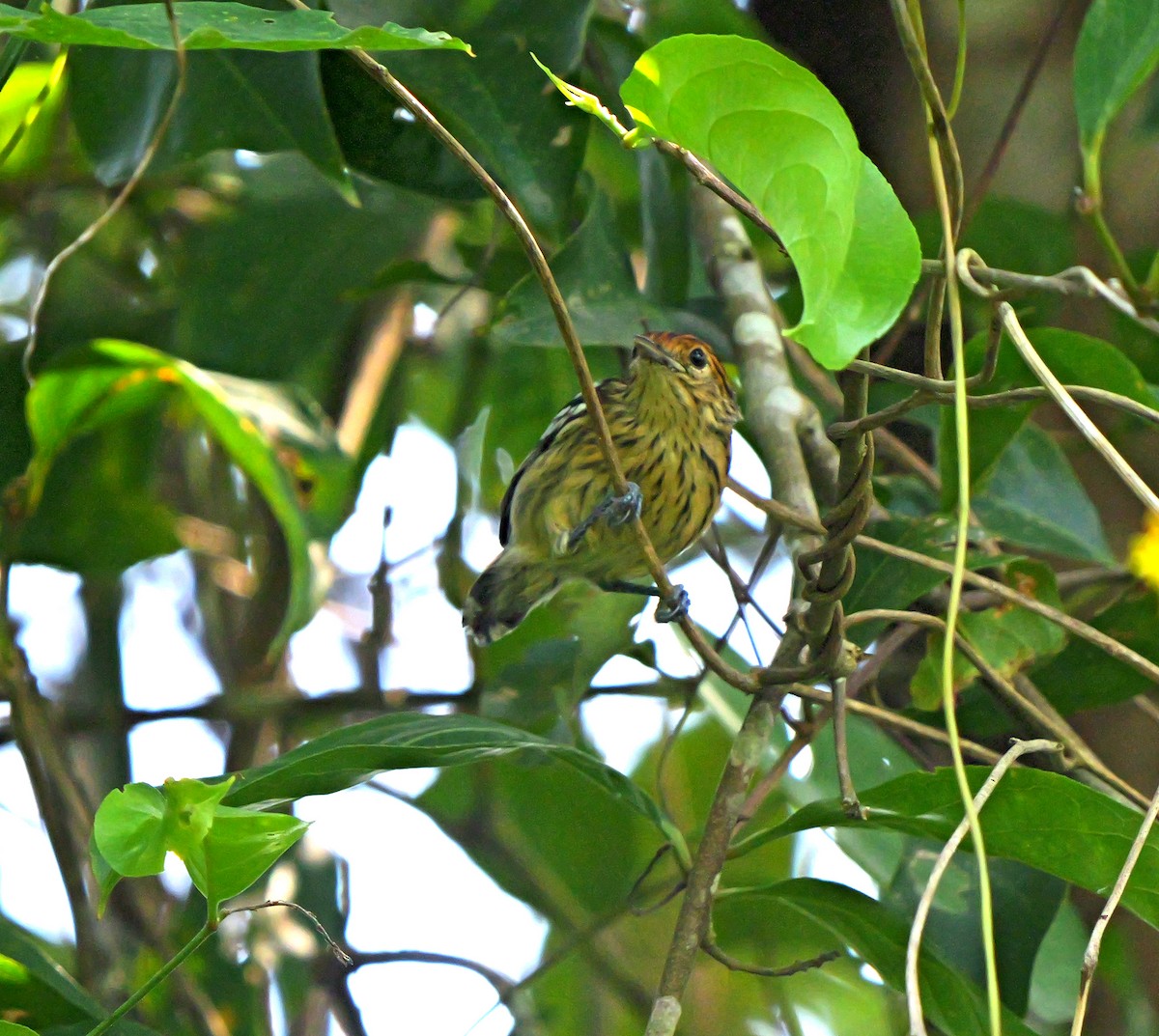 Amazonian Streaked-Antwren - Dennis Arendt