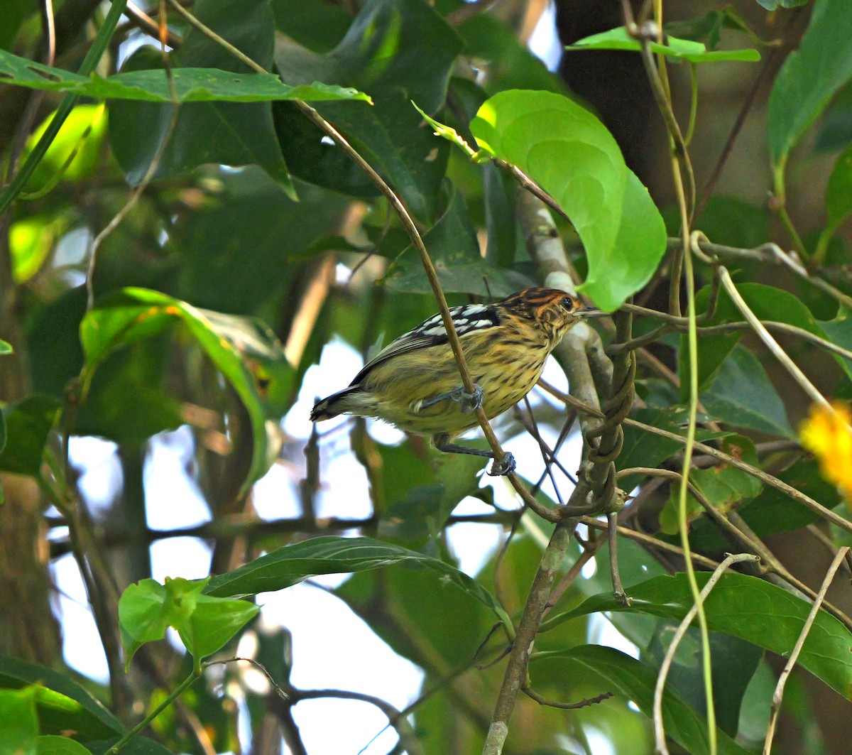 Amazonian Streaked-Antwren - ML615644673