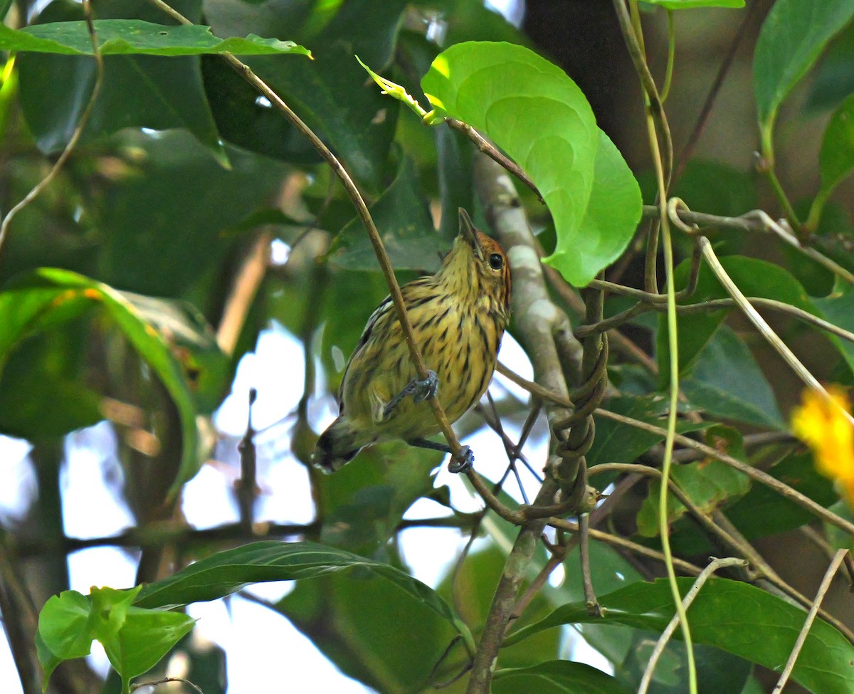 Amazonian Streaked-Antwren - ML615644675