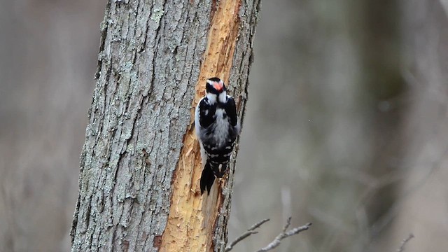 Hairy Woodpecker - ML615644714