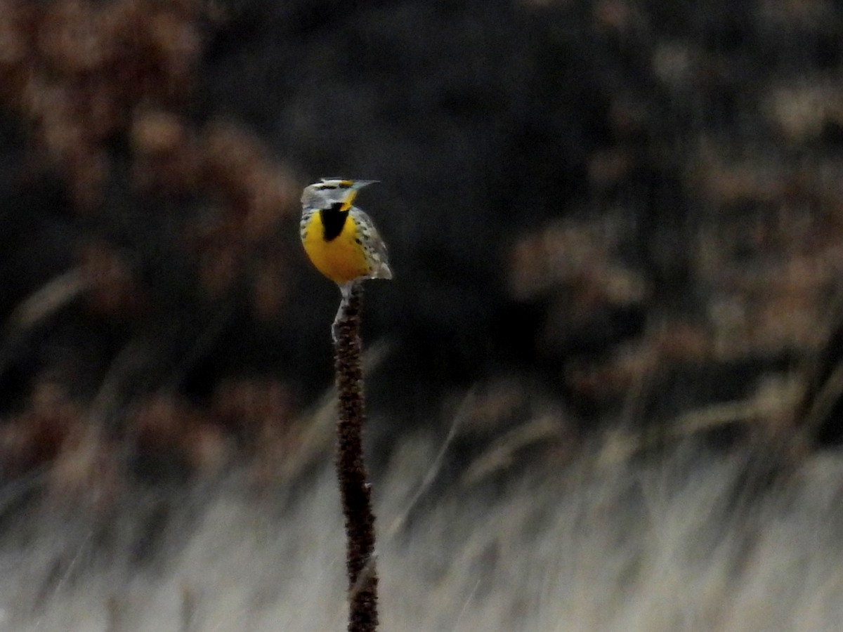 Eastern Meadowlark - ML615644736