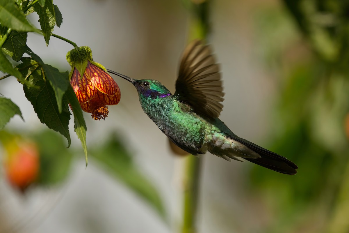 kolibřík modrolící - ML615644759