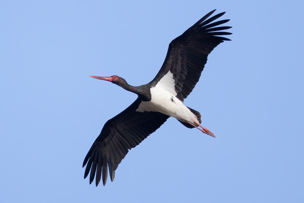 Black Stork - ML615644761