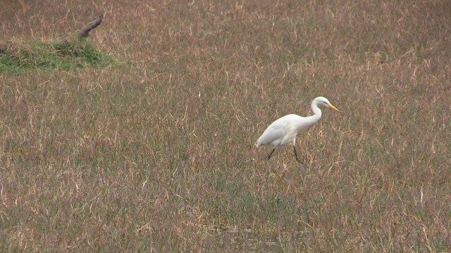 Medium Egret - ML615644767