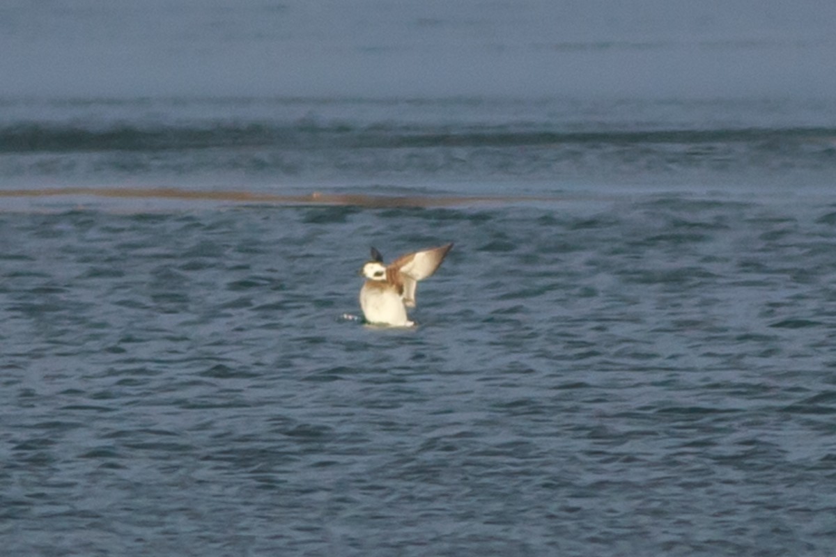 Long-tailed Duck - Roger Schroeder
