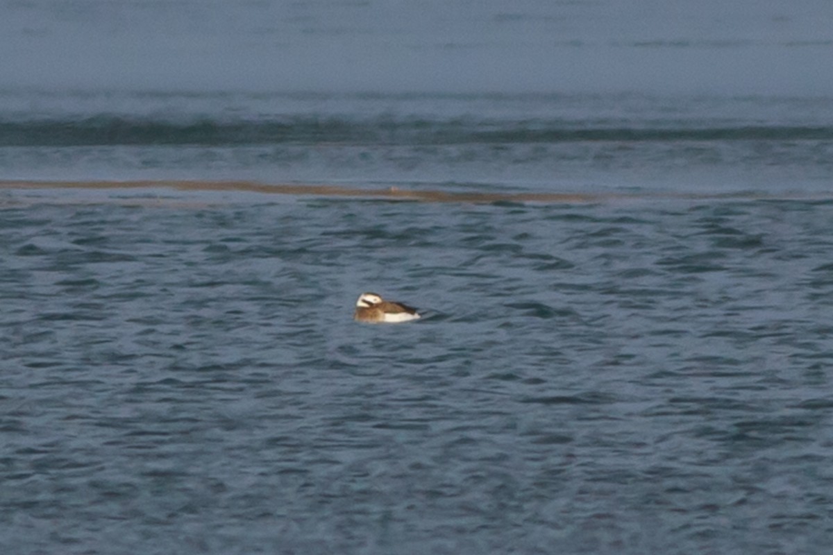 Long-tailed Duck - Roger Schroeder