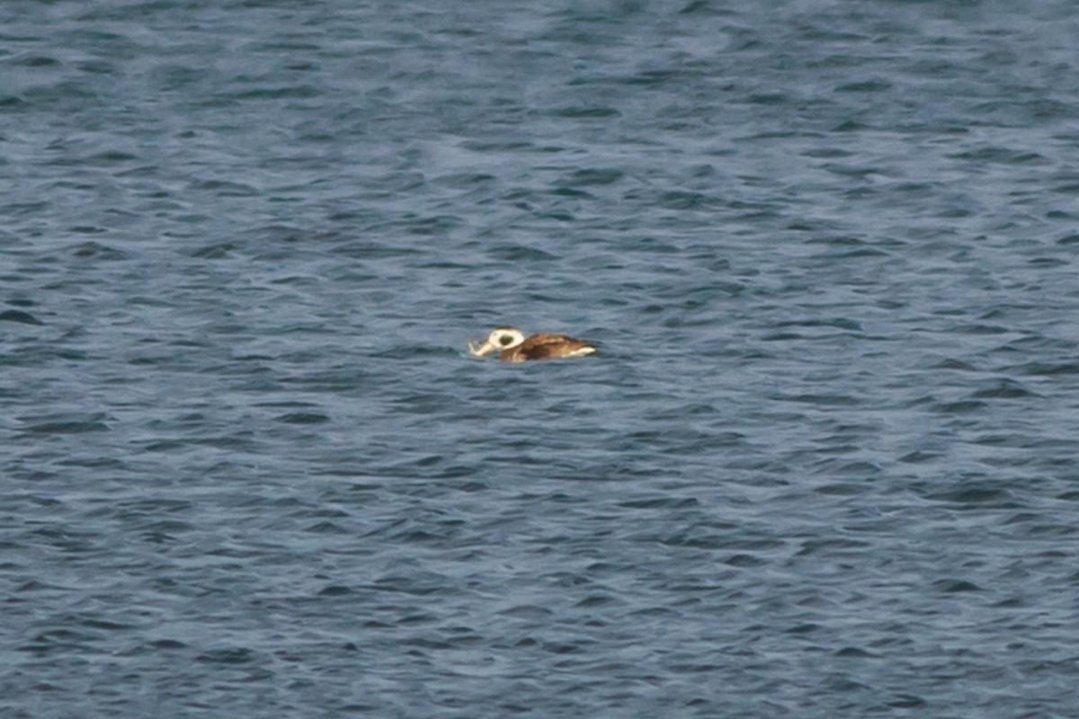 Long-tailed Duck - Roger Schroeder