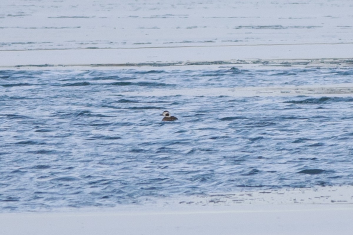 Long-tailed Duck - Roger Schroeder