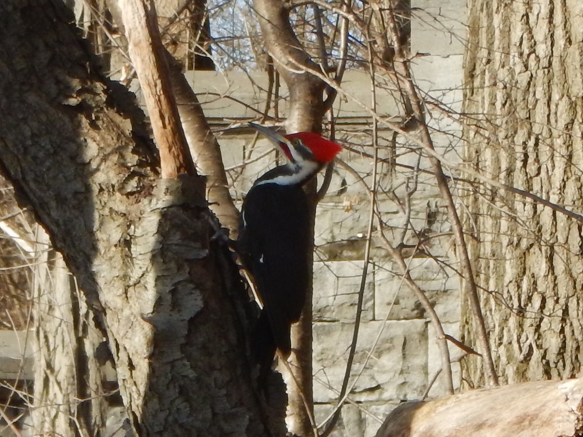 Pileated Woodpecker - ML615644779