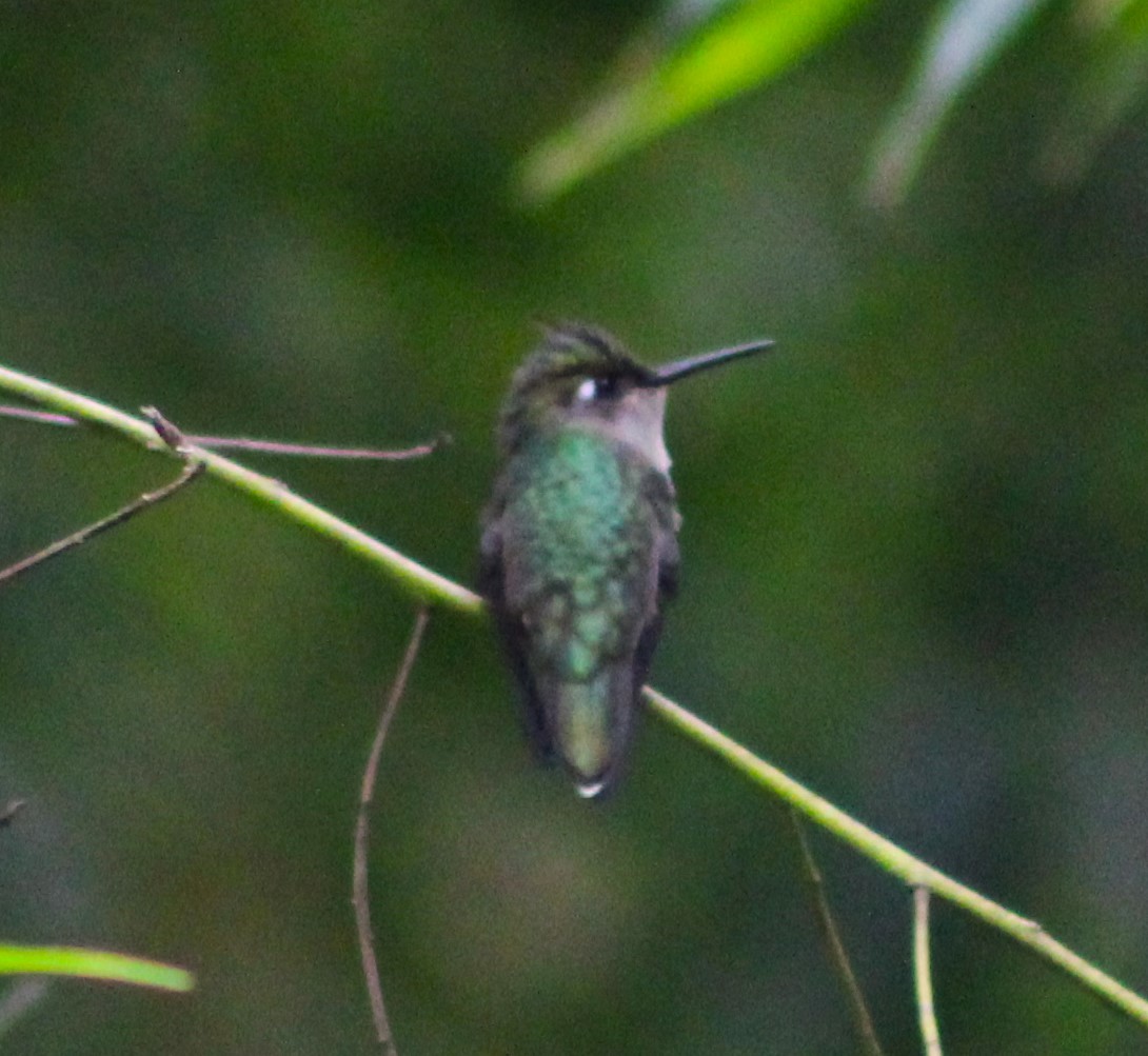 kolibřík paraguayský - ML615644789