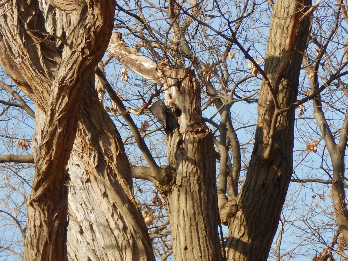 Pileated Woodpecker - ML615644811