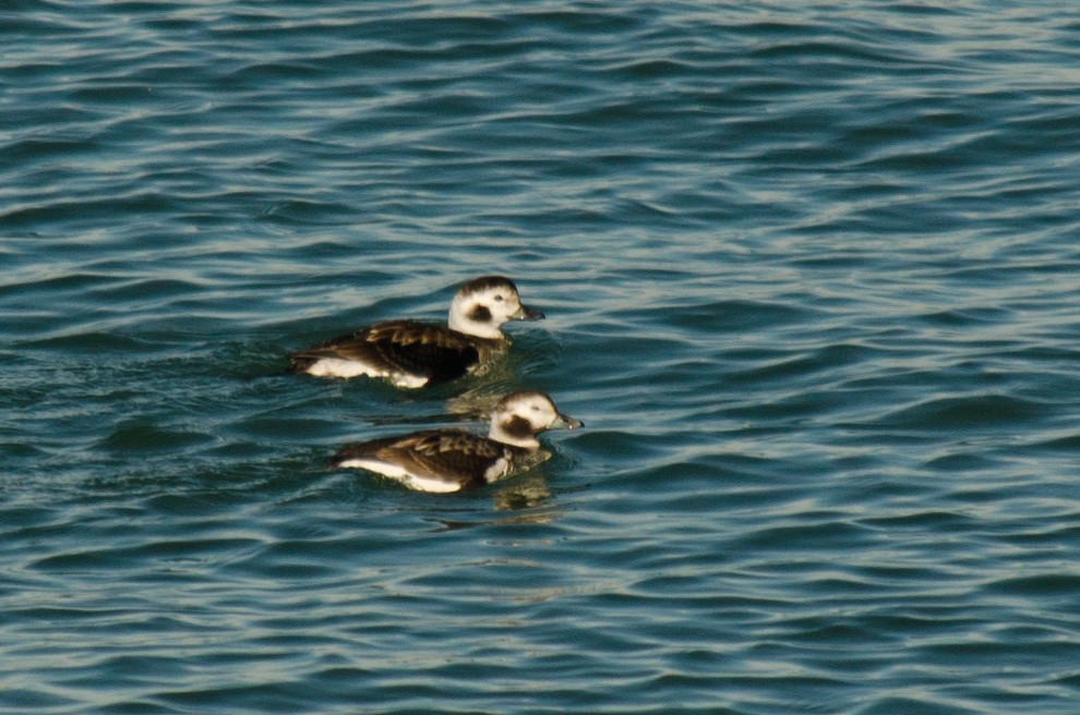 Long-tailed Duck - Frank Fogarty