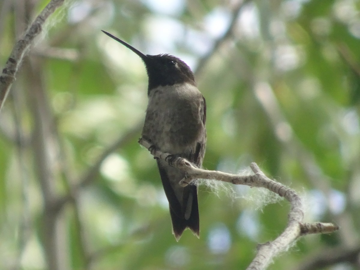 Black-chinned Hummingbird - Baylor Cashen