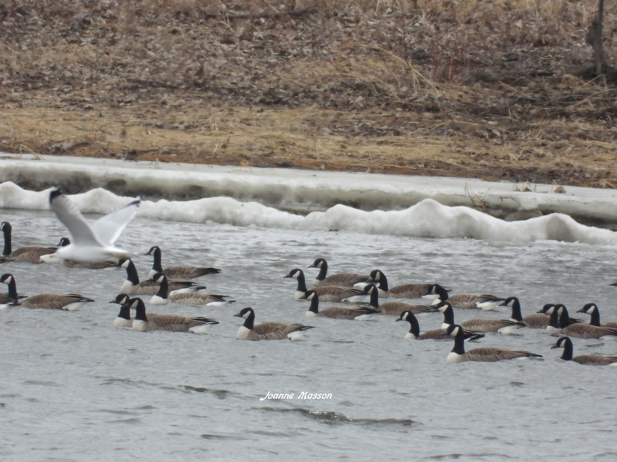 Canada Goose - ML615644866