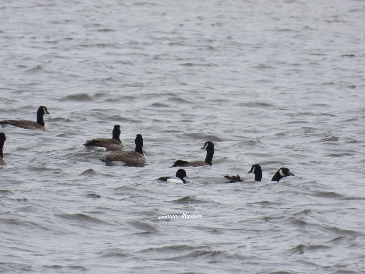 Greater Scaup - ML615644873
