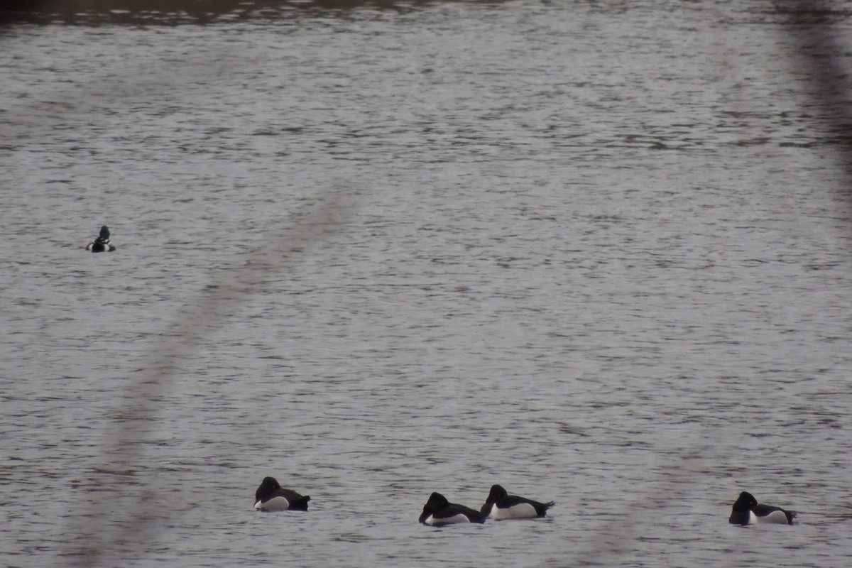 Ring-necked Duck - James Harding