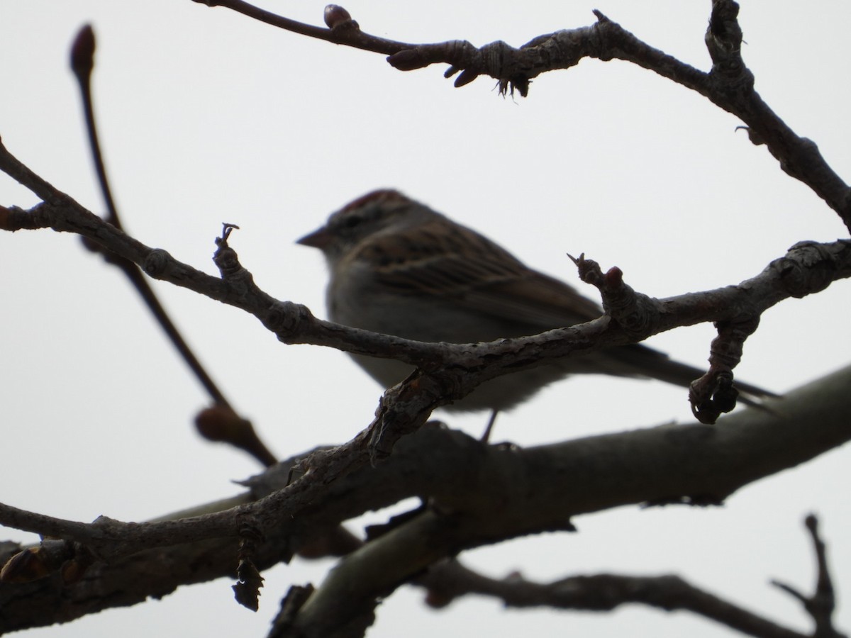 Chipping Sparrow - ML615644891