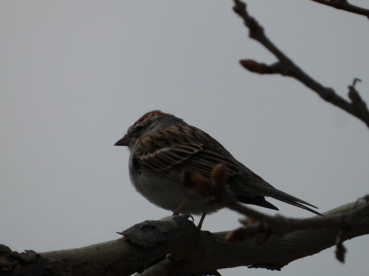 Chipping Sparrow - ML615644892