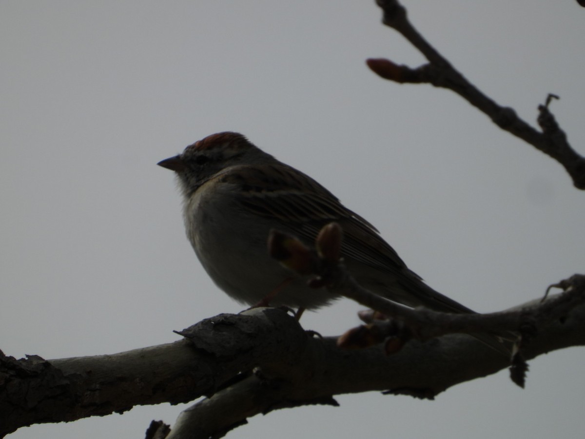 Chipping Sparrow - ML615644893
