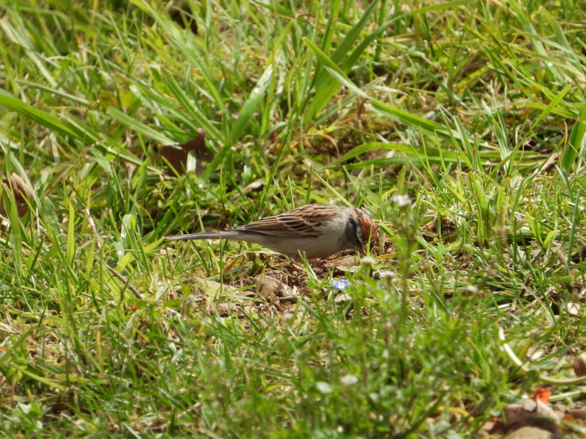 Chipping Sparrow - ML615644894