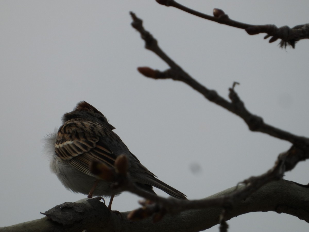 Chipping Sparrow - ML615644895