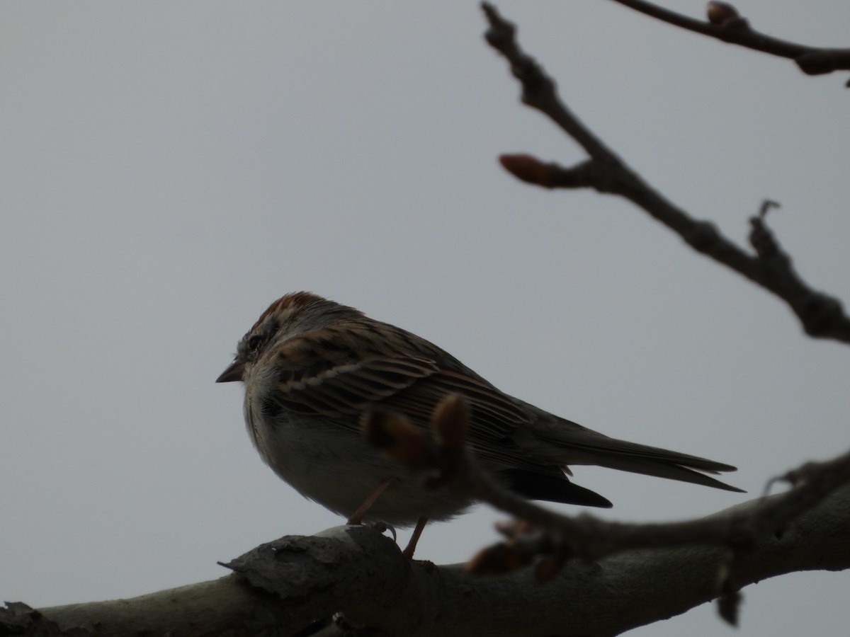Chipping Sparrow - ML615644896