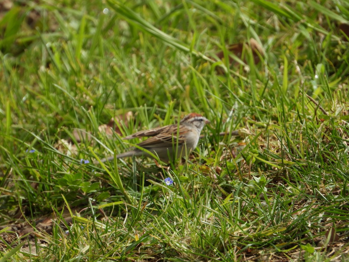 Chipping Sparrow - ML615644897