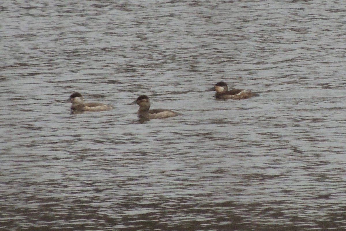 Ruddy Duck - ML615644904