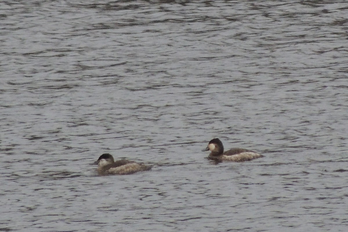 Ruddy Duck - James Harding