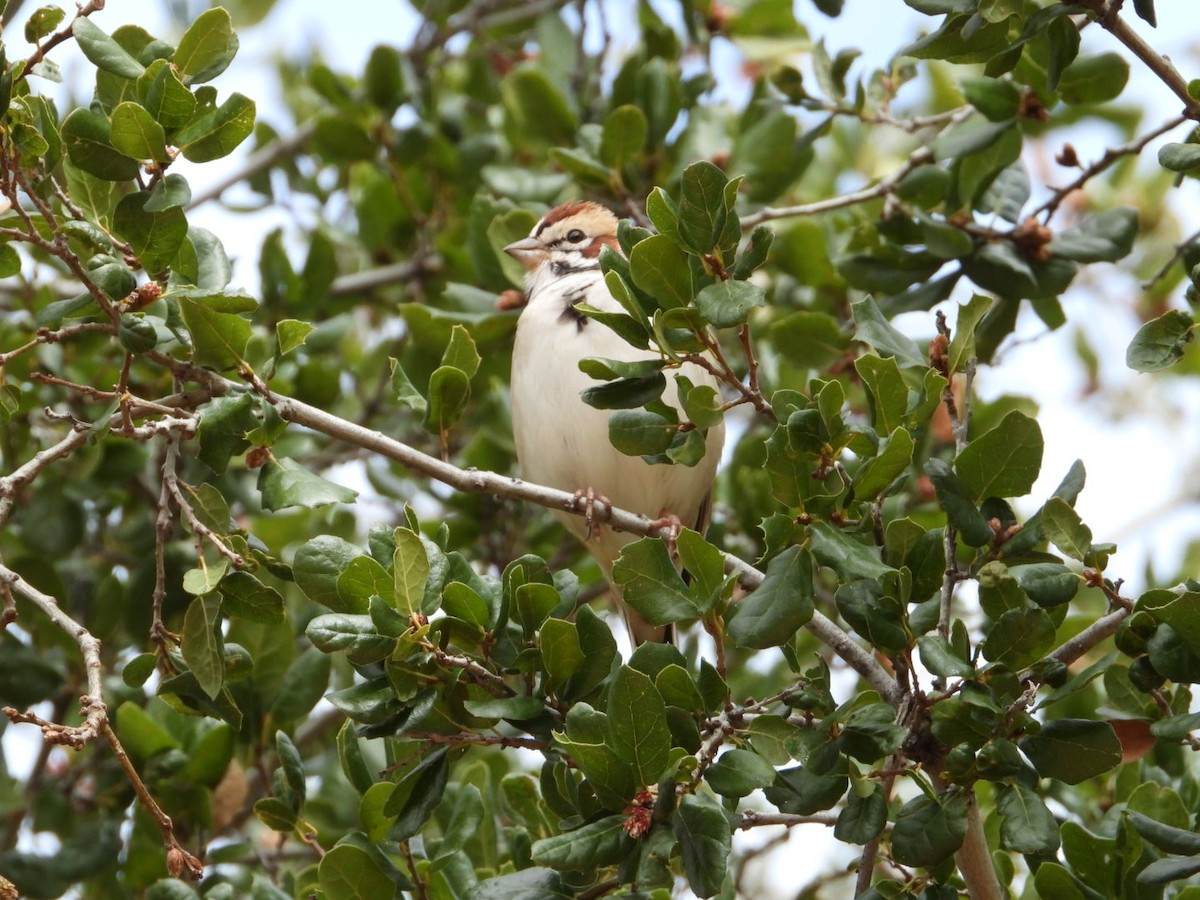 Lark Sparrow - ML615644933