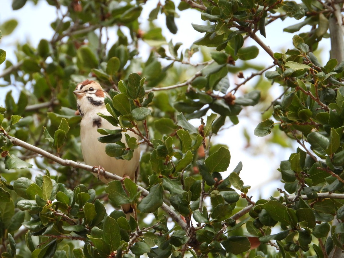 Lark Sparrow - ML615644934