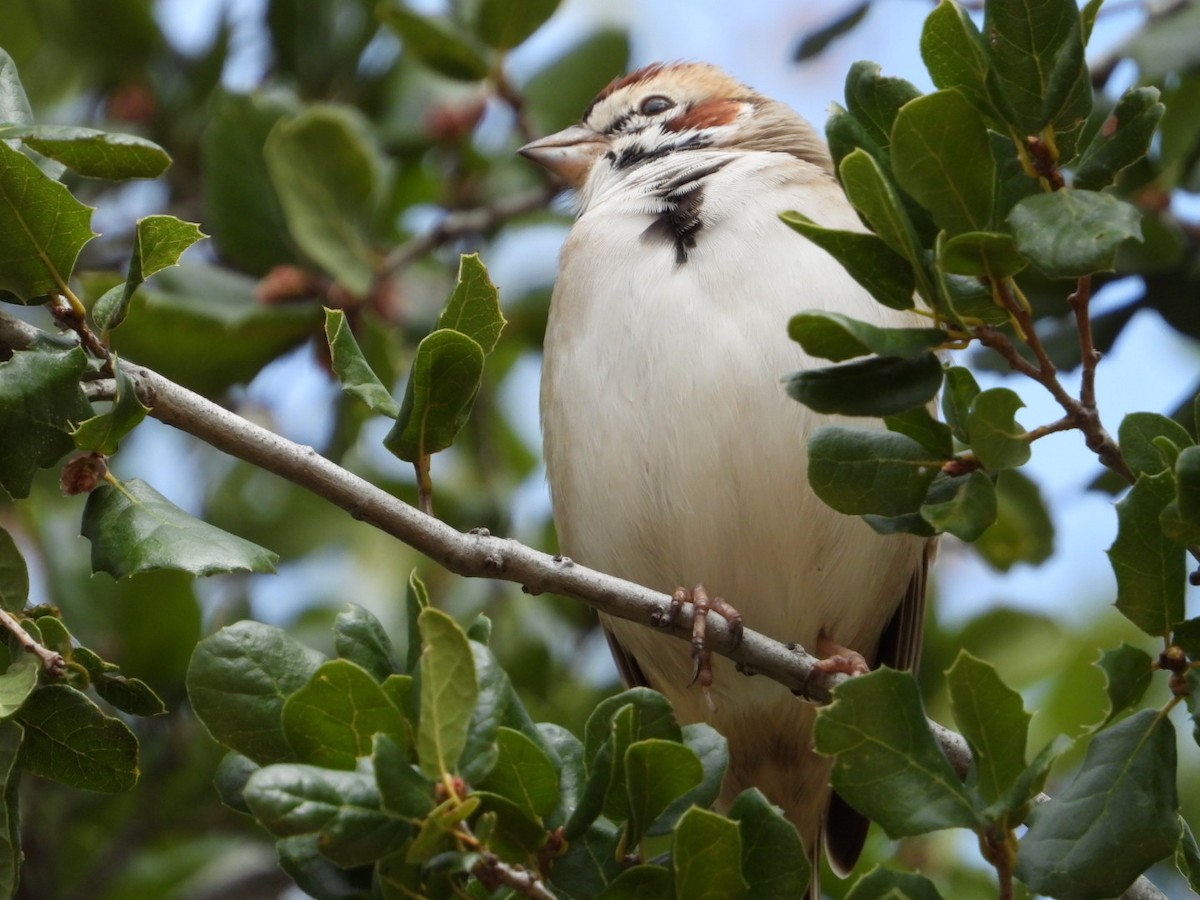 Lark Sparrow - ML615644935