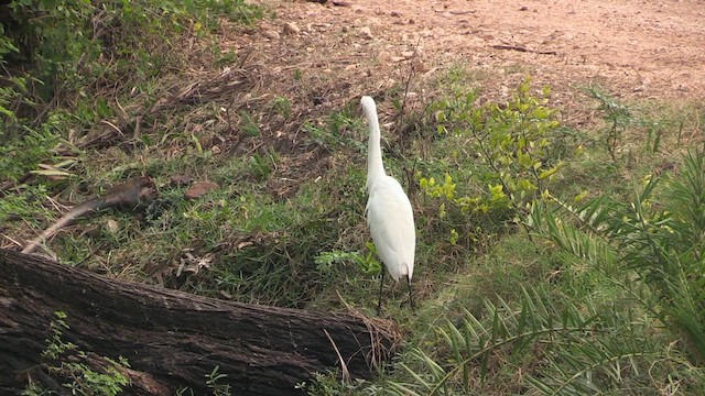 Medium Egret - ML615644937