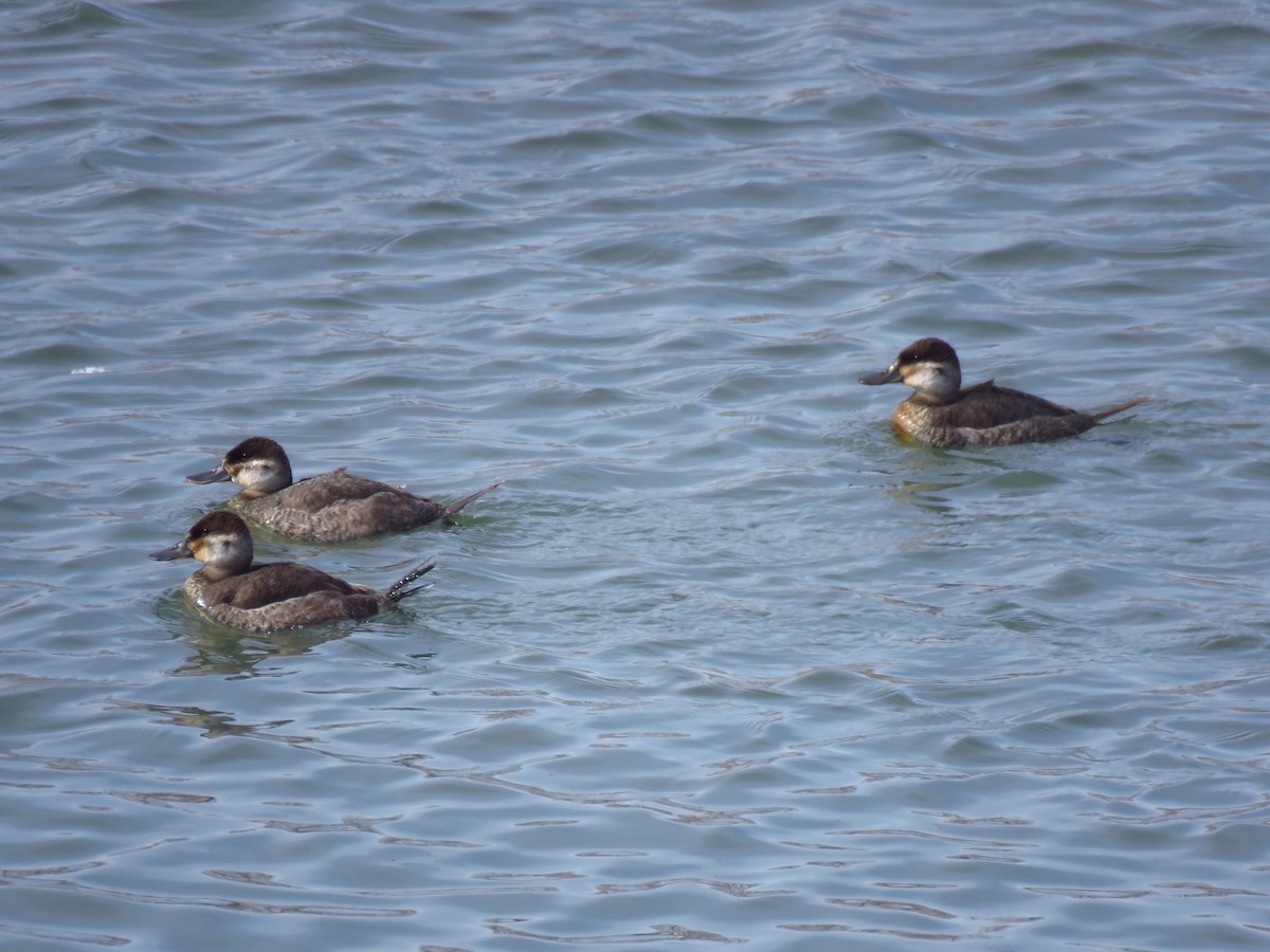 Ruddy Duck - ML615644944