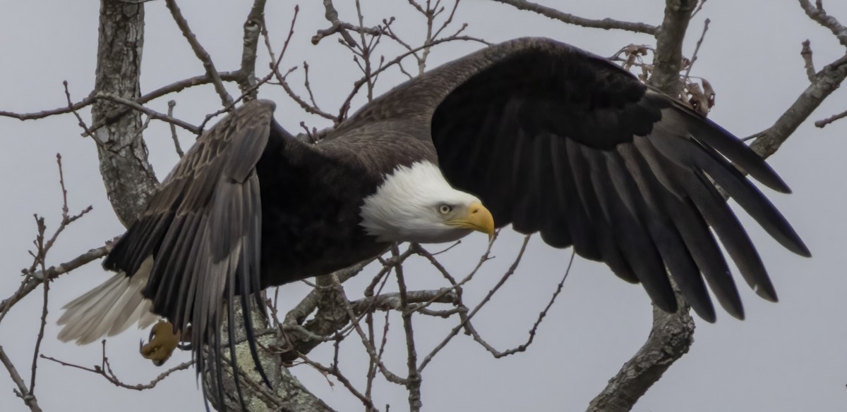 Bald Eagle - ML615644948