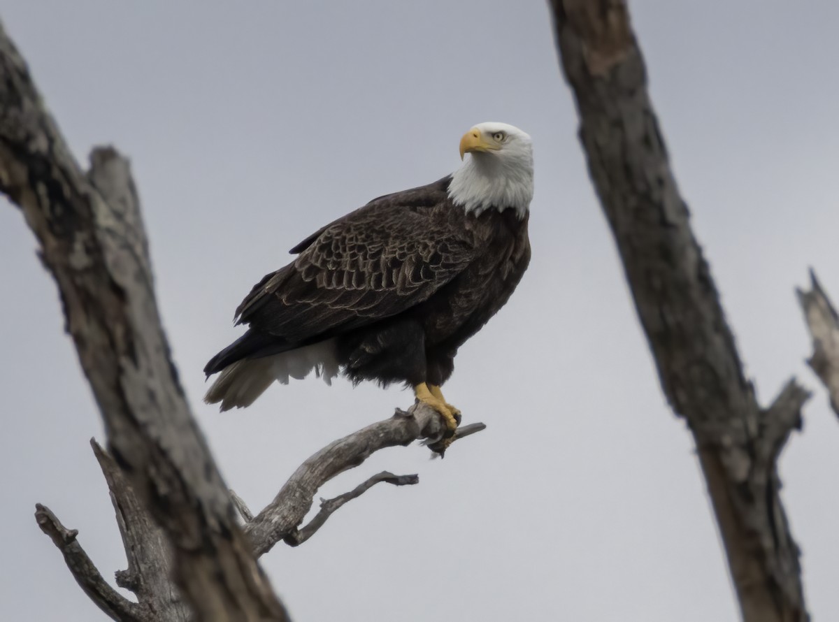 Bald Eagle - ML615644950