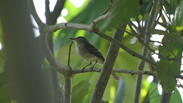 Fuscous Flycatcher - ML615644953