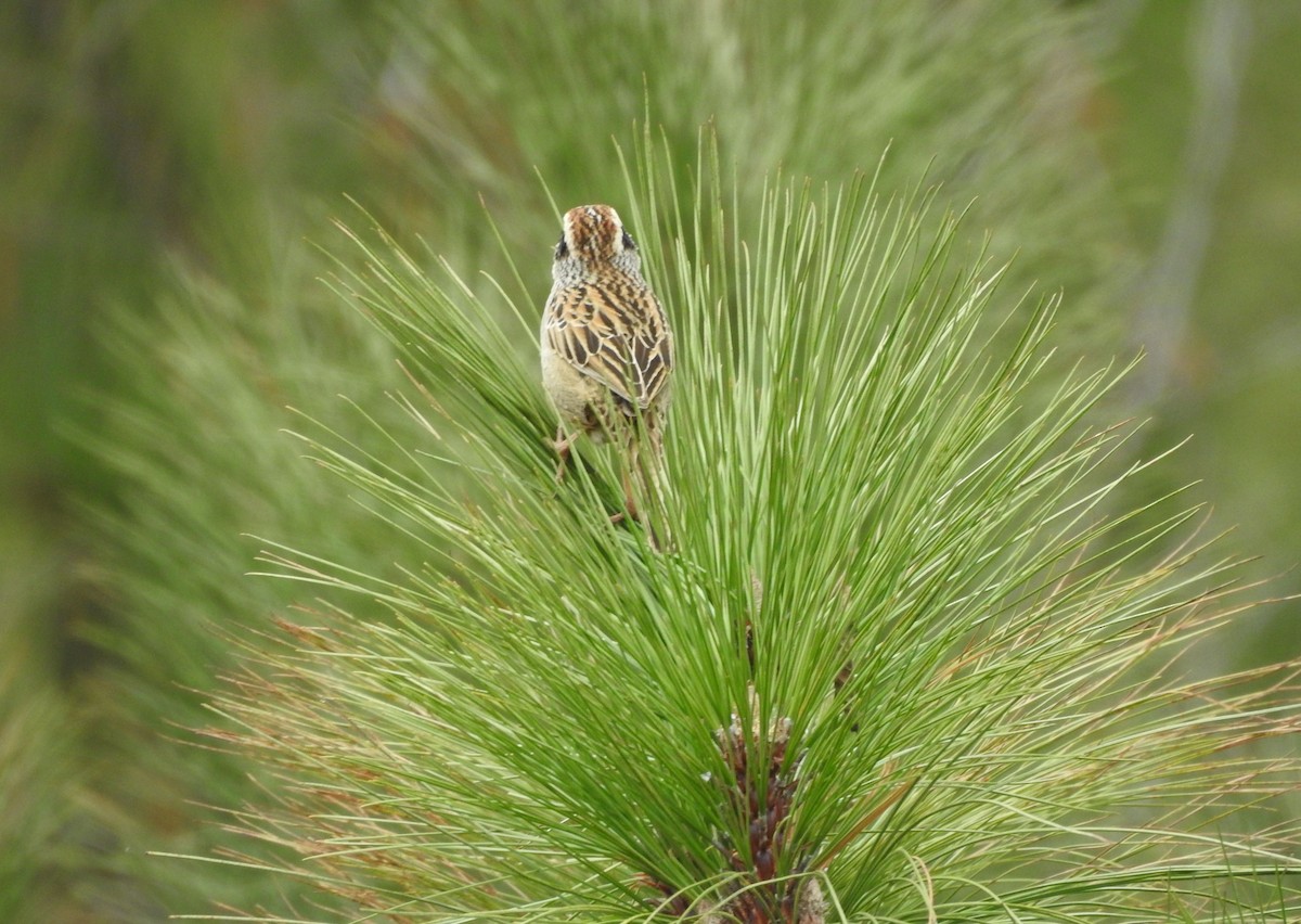 Striped Sparrow - ML615644974