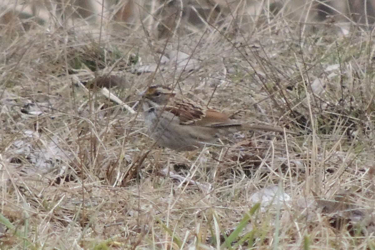 White-throated Sparrow - James Harding